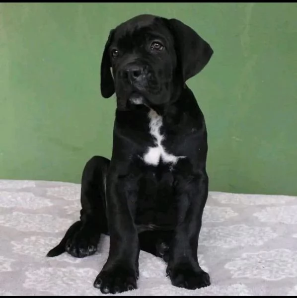 Cane Corso maschio e femmina …….. | Foto 0