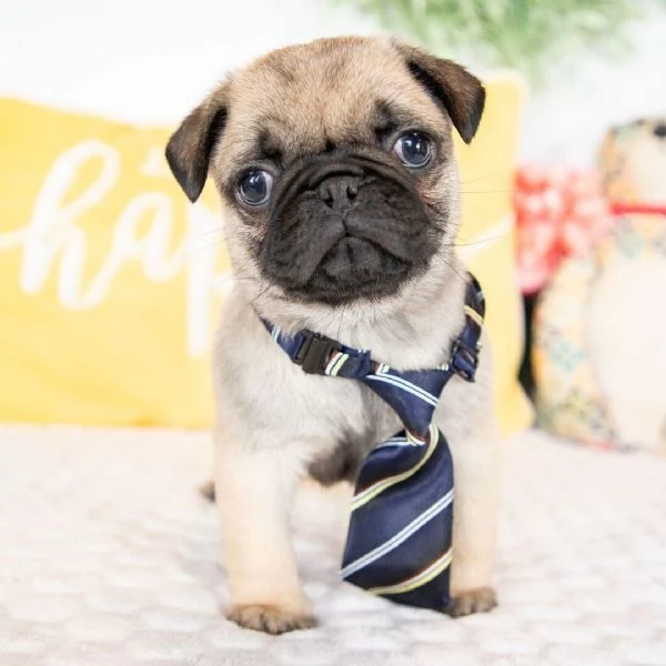 Carlino maschio /femmina 