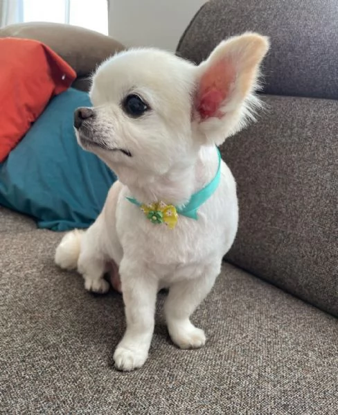 Chihuahua di piccola e media taglia disponibili maschio e femmina. | Foto 0