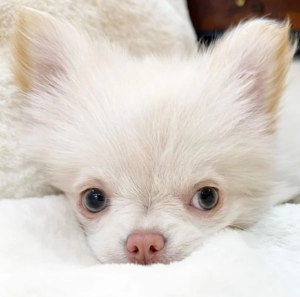 Chihuahua di piccola e media taglia disponibili maschio e femmina.