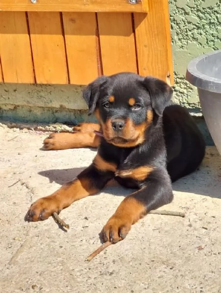 Family garden Rottweile dog maschio e femmina 