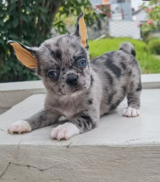 Chihuahua chihauhau mini toy disponibile  | Foto 0