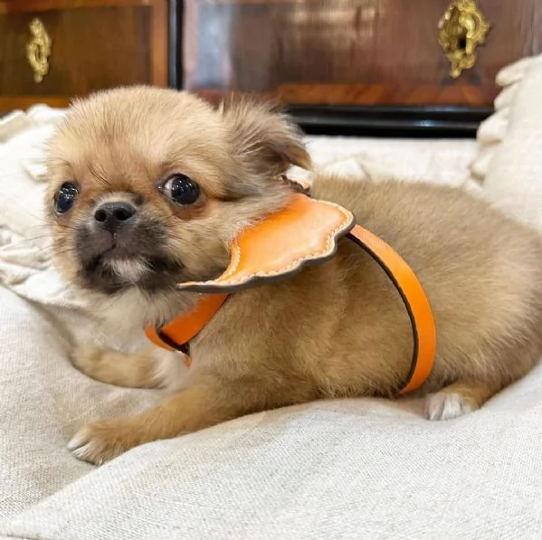 Dolce Chihauhau mini  toy Marrone maschio e femmina  | Foto 0