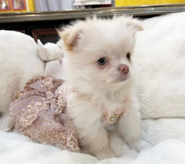 Dolce Chihauhau mini  toy Marrone maschio e femmina 