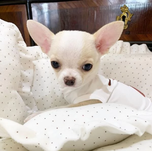 Regalo chihauhau  | Foto 0