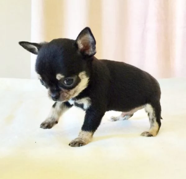 Regalo Chihauhau nana Razza pura  | Foto 0