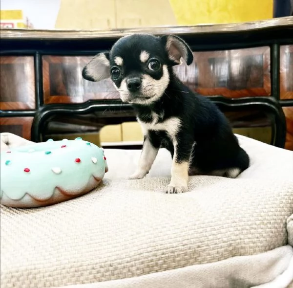 Regalo Chihauhau nana Razza pura 