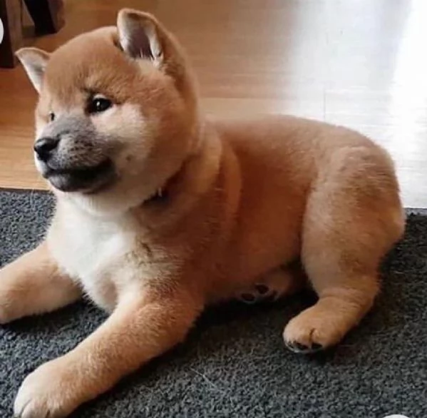 REGALO SHIBA INU MASCHIO E FEMMINA  | Foto 0