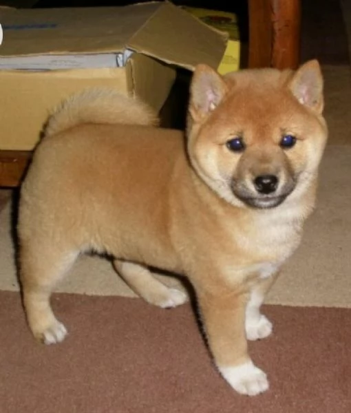REGALO SHIBA INU MASCHIO E FEMMINA 