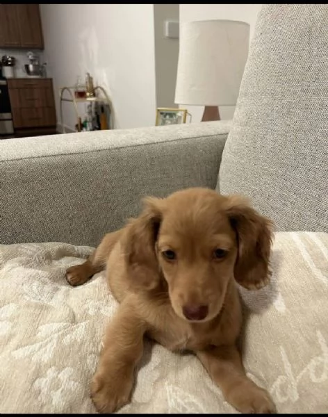 Regalo Bassotto maschio e femmina  | Foto 0