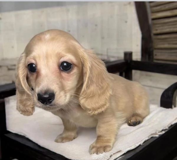 Regalo Bassotto maschio e femmina 