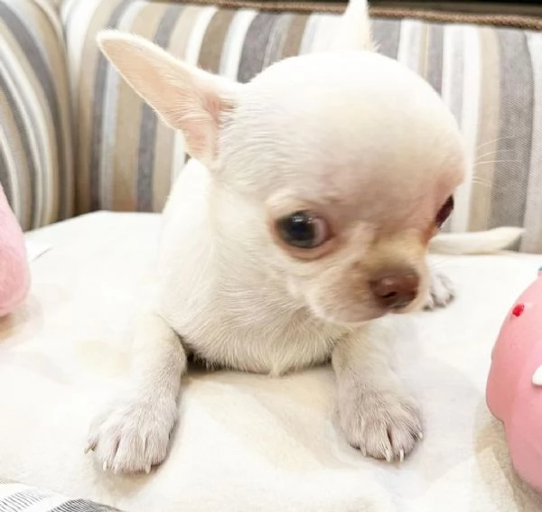 REGALO CHIHAUHAU MASCHIO E FEMMINA  | Foto 0