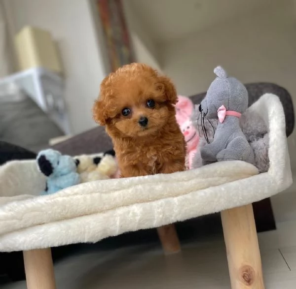 Mini e nana Barboncino maschio e femmina  | Foto 0