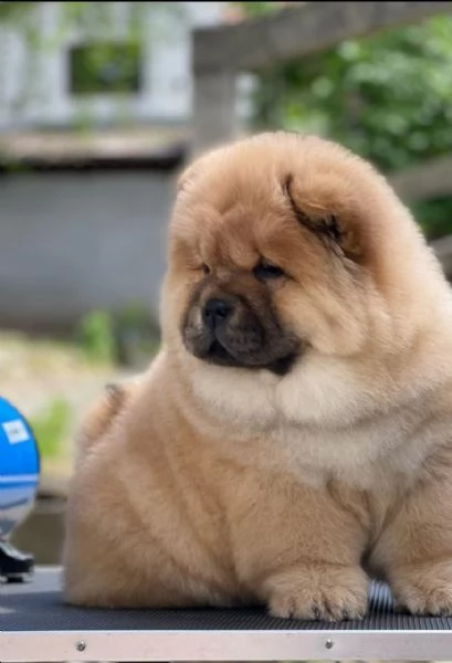 Disponibili chow chow maschio e femmina  | Foto 0