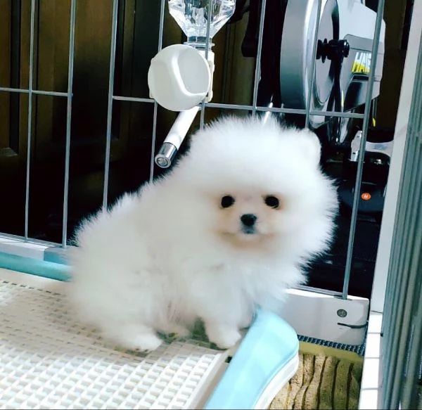 Regalo Pomeranian Bianca mini toy  | Foto 0