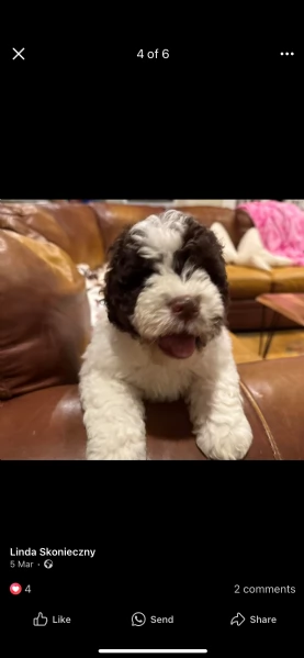 Regalo Lagotto Maschio e femmina———— | Foto 0