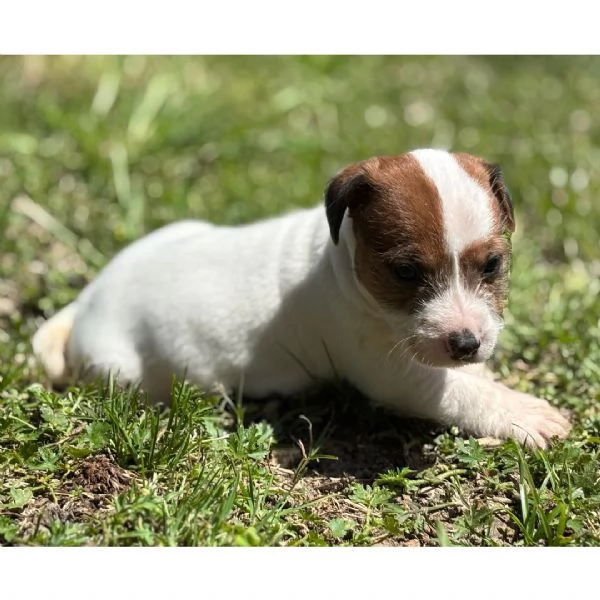 Regalo Jack russel maschio e femmina 