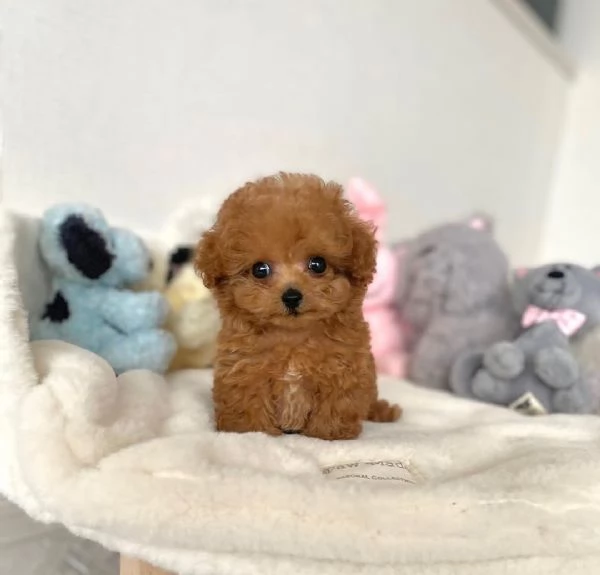 Barboncino toy Maschio e femmina disponibili