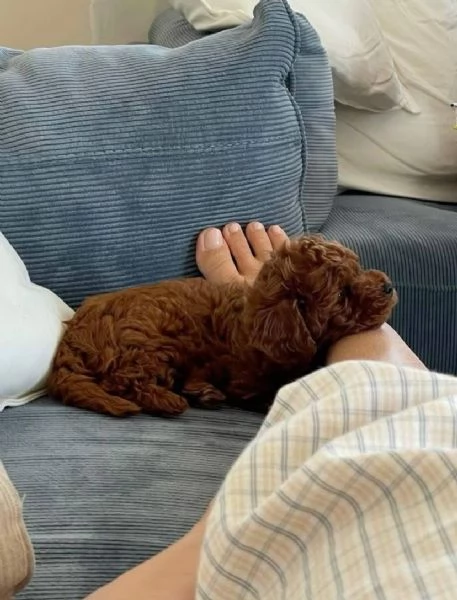 Regalo Maschio e femmina toy Barboncino 