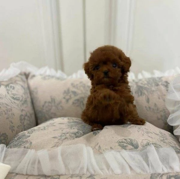 Regalo Maschio e femmina toy Barboncino  | Foto 0