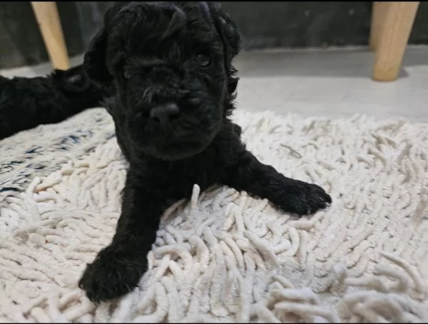 Dolce barboncino addestrato per vivere con famiglie e bambini.