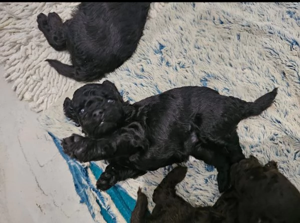 BARBONCINO NERO MASCHIO E FEMMINA…… | Foto 0