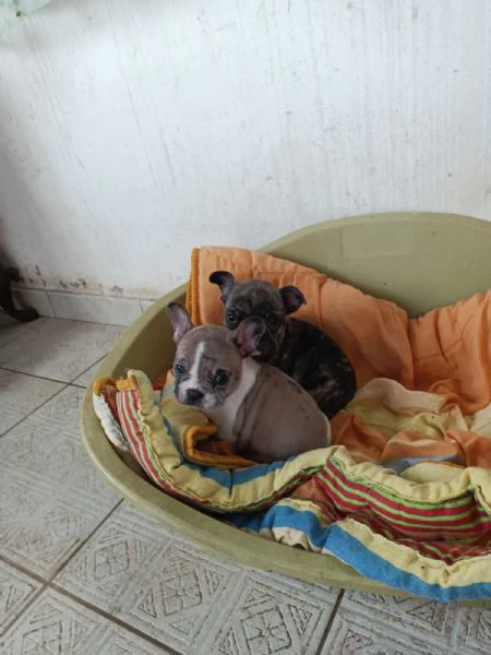 Bulldog francese | Foto 1