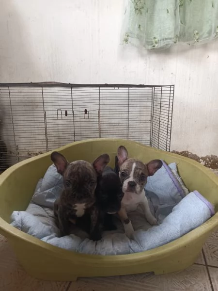 Bulldog francese | Foto 0