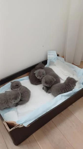Gattini British shorthair in vendita,  razza pura 