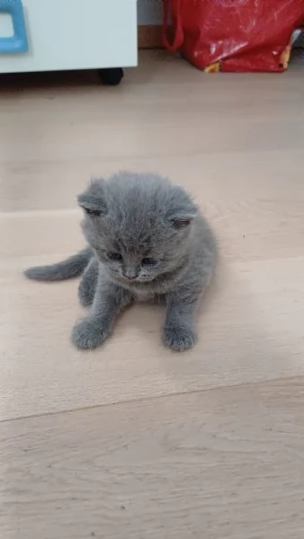 Gattini British shorthair in vendita,  razza pura  | Foto 1