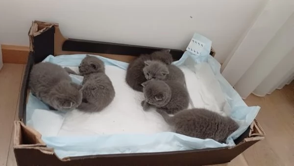 Gattini British shorthair in vendita,  razza pura  | Foto 0