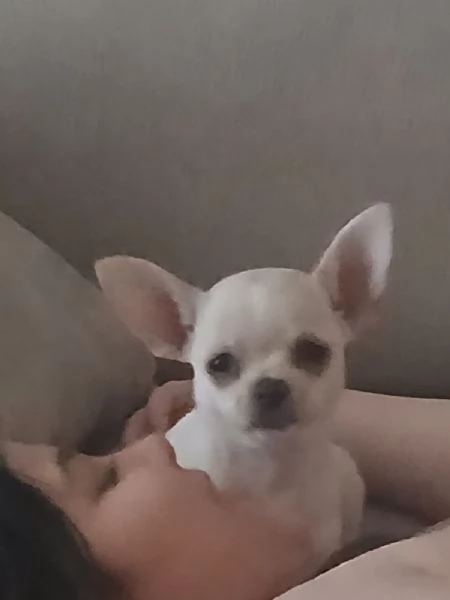 Cucciolo chihuahua russo