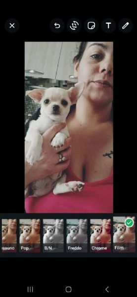 Cucciolo chihuahua russo | Foto 2