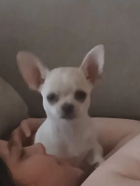 Cucciolo chihuahua russo | Foto 1