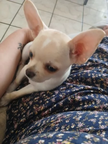 Cucciolo chihuahua russo | Foto 0