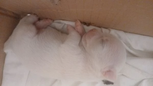  chihuahua stupende 