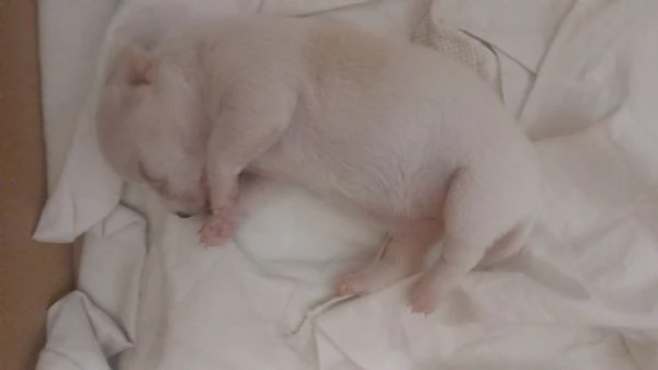  chihuahua stupende  | Foto 2