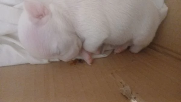  chihuahua stupende  | Foto 1