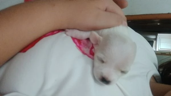  chihuahua stupende  | Foto 0