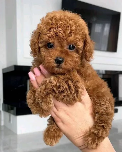 Cuccioli Barboncini toy piccoli  | Foto 0