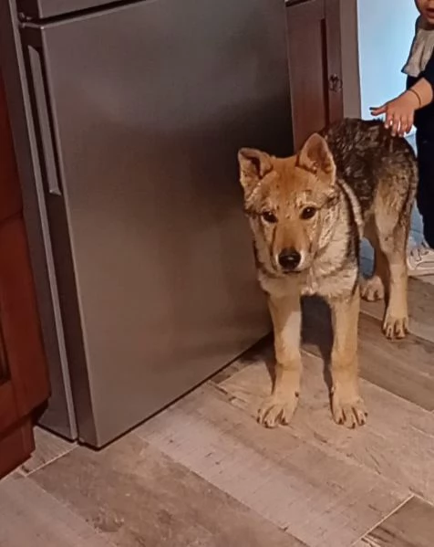 Cane lupo cecoslovacco 