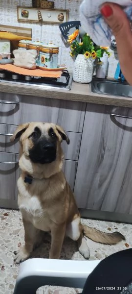 Regalo cane  | Foto 2