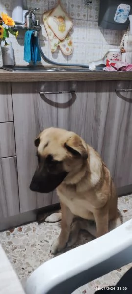 Regalo cane  | Foto 1