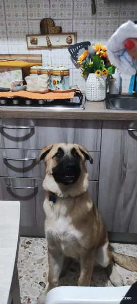 Regalo cane  | Foto 0