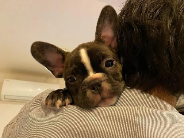 Cucciolo di bulldog francese maschio