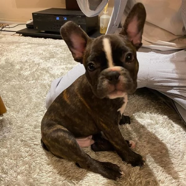 Cucciolo di bulldog francese maschio | Foto 1