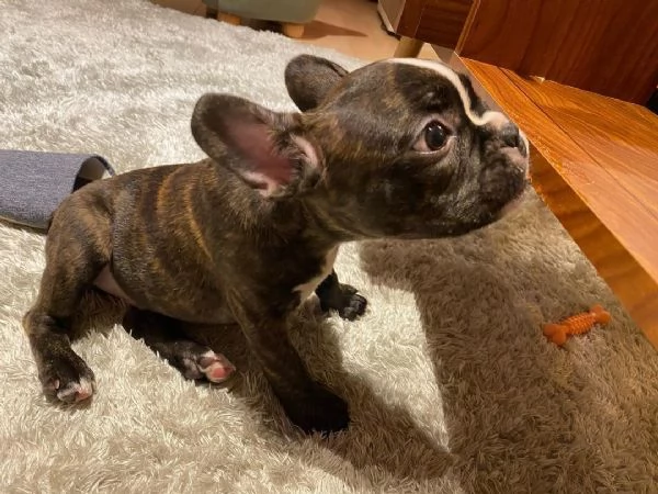 Cucciolo di bulldog francese maschio | Foto 0