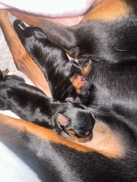 Vendo pincher nano  | Foto 5