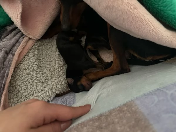 Vendo pincher nano  | Foto 4