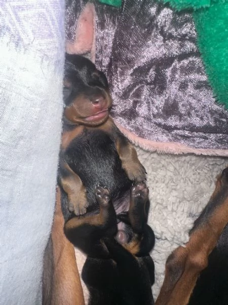 Vendo pincher nano  | Foto 3